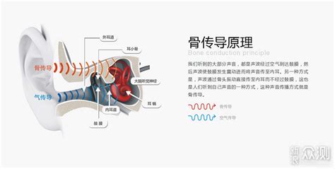 骨傳導(dǎo)藍(lán)牙耳機(jī)原理(骨傳導(dǎo)藍(lán)牙耳機(jī)原理圖)縮略圖