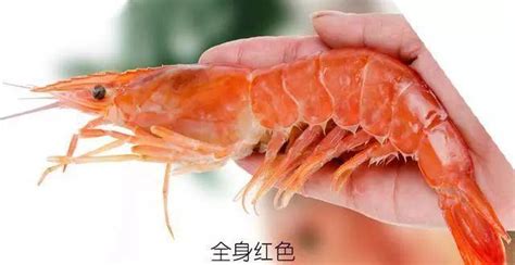 大頭蝦和羅氏蝦的區(qū)別(大頭蝦和羅氏蝦的區(qū)別圖片)縮略圖