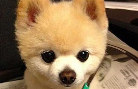 俊介犬價(jià)格多少錢一只(俊介犬價(jià)格一般多少錢)縮略圖