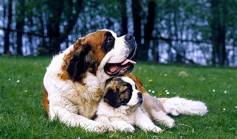 圣伯納幼犬圖片(圣伯納幼犬圖片價格)縮略圖