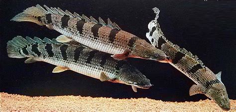 恐龍魚壽命,六角恐龍魚壽命縮略圖