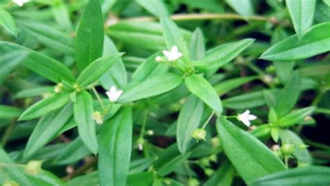 白花蛇舌草圖片(白花蛇舌草圖片與功用)縮略圖