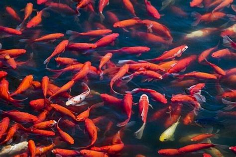 錦鯉魚(yú)苗批發(fā)市場(chǎng),錦鯉魚(yú)苗批發(fā)市場(chǎng)在哪里啊縮略圖