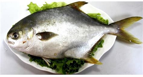 金昌魚和銀鯧魚有啥區別(金昌魚和銀鯧魚有啥區別圖片)縮略圖