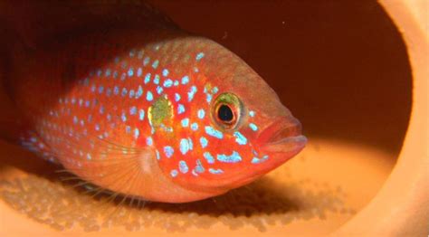 紅寶石魚的正確養殖方法,紅寶石魚養殖縮略圖