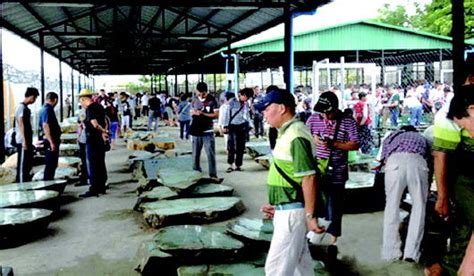緬甸翡翠批發(fā)市場,緬甸翡翠批發(fā)市場在哪里縮略圖