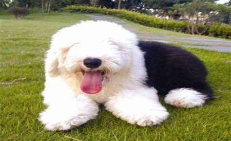 古牧犬掉毛厲害嗎(古牧犬掉毛嗎)縮略圖