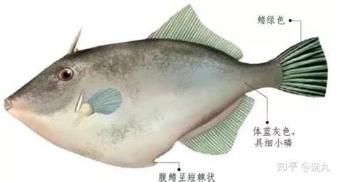 剝皮魚是海魚還是淡水魚,剝皮魚是淡水魚還是深水魚縮略圖