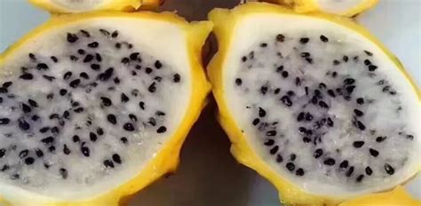 燕窩果(燕窩果的營養價值及功效)縮略圖