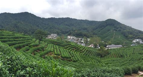 龍井茶的產(chǎn)地在哪里(龍井茶的產(chǎn)地在哪里呢)縮略圖