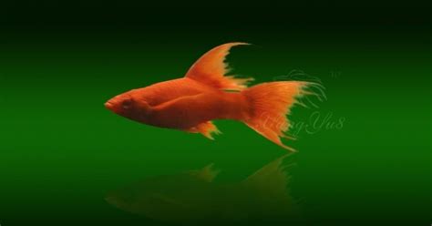瑪麗魚多久繁殖一次(金球瑪麗魚多久繁殖一次)縮略圖