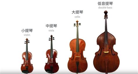 低音提琴和大提琴的區(qū)別,低音提琴和大提琴的區(qū)別在哪里縮略圖