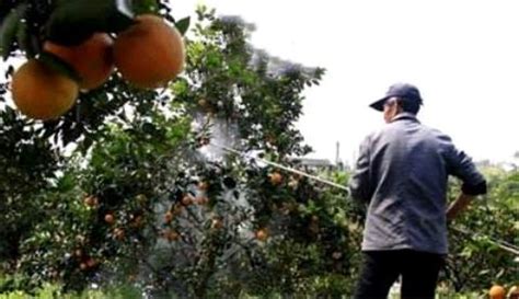 果樹打藥時(shí)間和方法,果樹打藥時(shí)間和方法最新縮略圖