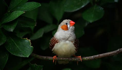 珍珠鳥作者(珍珠鳥作者馮驥才簡介)縮略圖