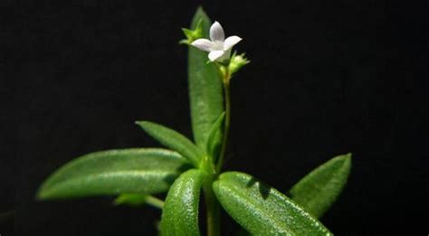 白花蛇舌草的功效與作用(白花蛇舌草的功效與作用是什么)縮略圖