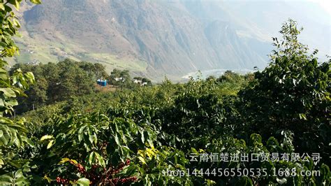 云南咖啡產地排名,云南最好的咖啡產地縮略圖