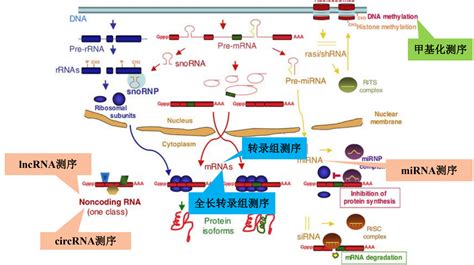 轉(zhuǎn)錄機構(gòu),轉(zhuǎn)錄機構(gòu)尋求合作伙伴縮略圖