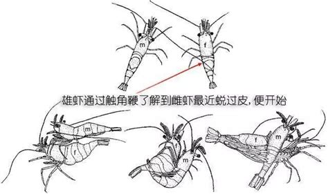 北極蝦頭籽跟腹籽的區(qū)別,北極蝦頭籽跟腹籽的區(qū)別圖片縮略圖