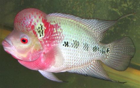 羅漢魚,羅漢魚的飼養(yǎng)方法縮略圖