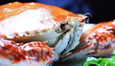 梭子蟹蒸多久最佳時間,梭子蟹蒸多久最佳時間視頻縮略圖
