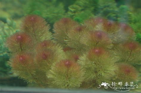 天那水和松節水的區別,天然水和松節水的區別縮略圖