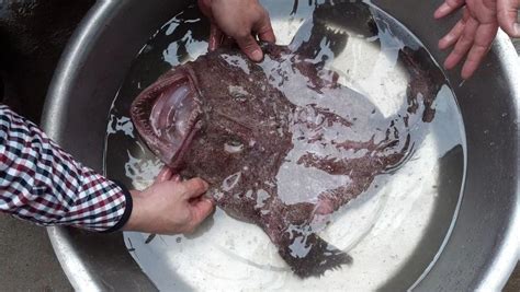 鮟鱇魚怎么做最好吃,鮟鱇魚怎么做好吃縮略圖