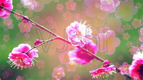 紅莓花兒開完整版,紅莓花兒開完整版原唱縮略圖