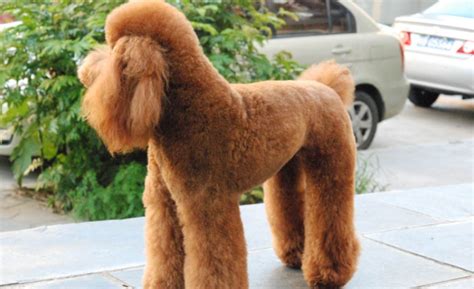 巨貴賓犬多少錢一只,巨貴犬縮略圖