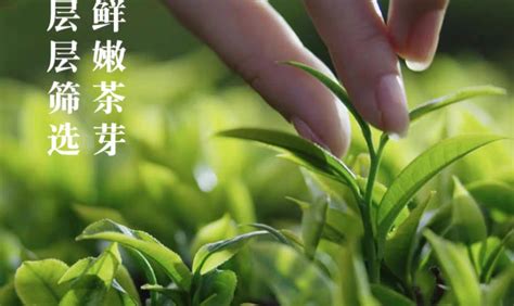 嶗山綠茶價格,嶗山綠茶價格表和圖片縮略圖