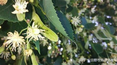 椴樹蜜是白色的好還是發(fā)黃的好,椴樹蜜是白色的好還是發(fā)黃的好視頻縮略圖