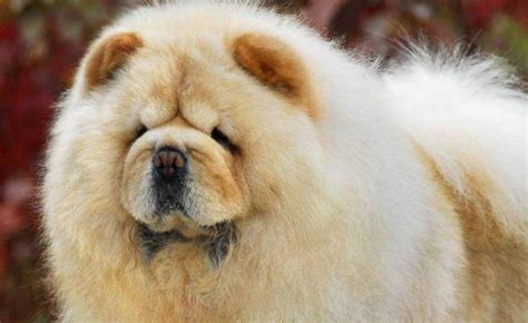 松獅犬最大能長到多少斤(松獅犬最大能長到多少斤呢)縮略圖