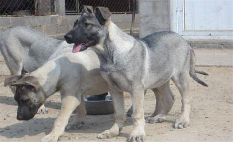 狼青犬是大型犬嗎,狼青犬屬于大型犬嗎縮略圖