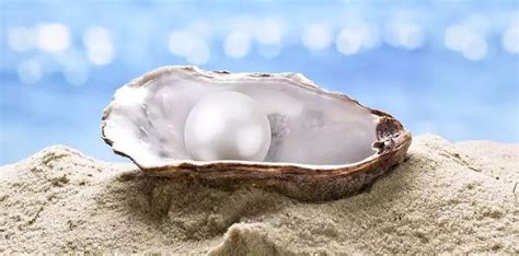 大珍珠36集(大珍珠36集全)縮略圖