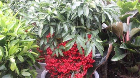 滿堂紅花的養(yǎng)殖方法,滿堂紅花的養(yǎng)殖方法和注意縮略圖