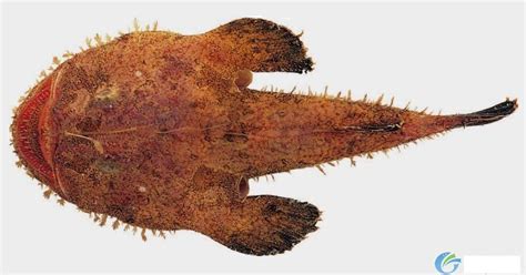 鮟鱇魚價(jià)格多少錢一斤,鮟鱇魚價(jià)格多少錢一斤呼市縮略圖