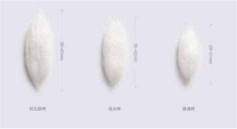 長絨棉優(yōu)點和缺點(長絨棉衣服的優(yōu)點和缺點)縮略圖