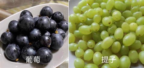 提子和葡萄的區(qū)別(提子和葡萄的區(qū)別及功效)縮略圖