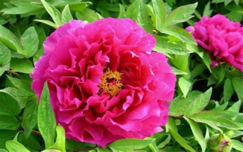 狀元紅花(狀元紅花卉圖片)縮略圖