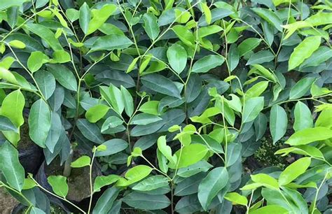 奇楠沉香樹苗適合在哪里種植(人工種植奇楠沉香多少錢一克)縮略圖