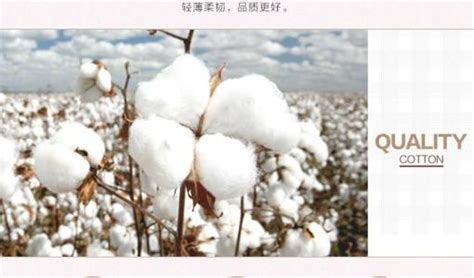 長絨棉的優(yōu)點和缺點(新疆長絨棉的優(yōu)點和缺點)縮略圖