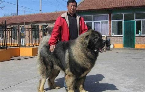 高加索犬(高加索犬幼犬)縮略圖