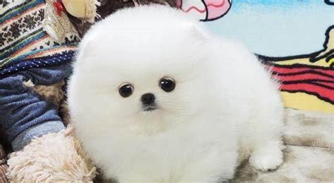 俊介犬到家后的正確流程,俊介犬到家后的正確流程圖片縮略圖