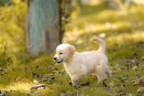 金毛幼犬,金毛幼犬多少錢一只縮略圖