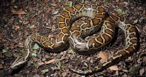 黃金蟒蛇多少一條,黃金蟒蛇可以養嗎縮略圖