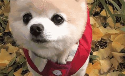 俊介犬缺點和特點,博美俊介跟博美的區別縮略圖