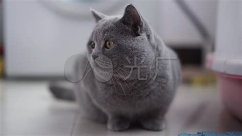藍貓視頻(藍貓視頻app官方下載)縮略圖