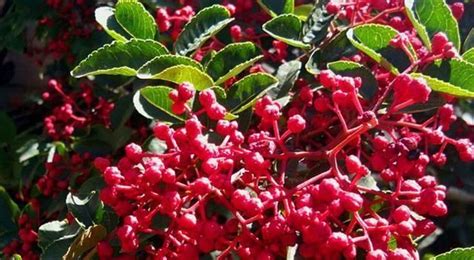 青花椒和紅花椒哪個(gè)好(青花椒和紅花椒的區(qū)別)縮略圖