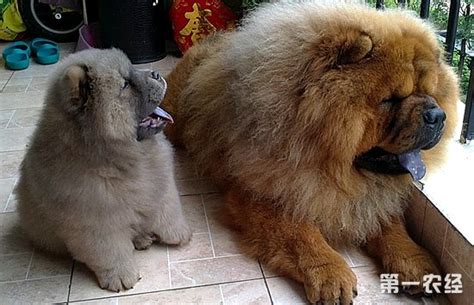 松獅犬的壽命有多長(松獅犬的壽命有多長時間)縮略圖