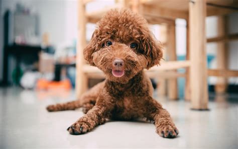 貴婦犬和泰迪有區(qū)別嗎,貴婦犬和泰迪有區(qū)別嗎圖片縮略圖