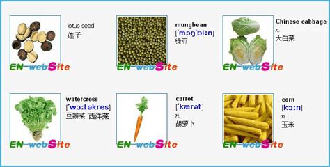 調料英文(調料英文單詞大全)縮略圖